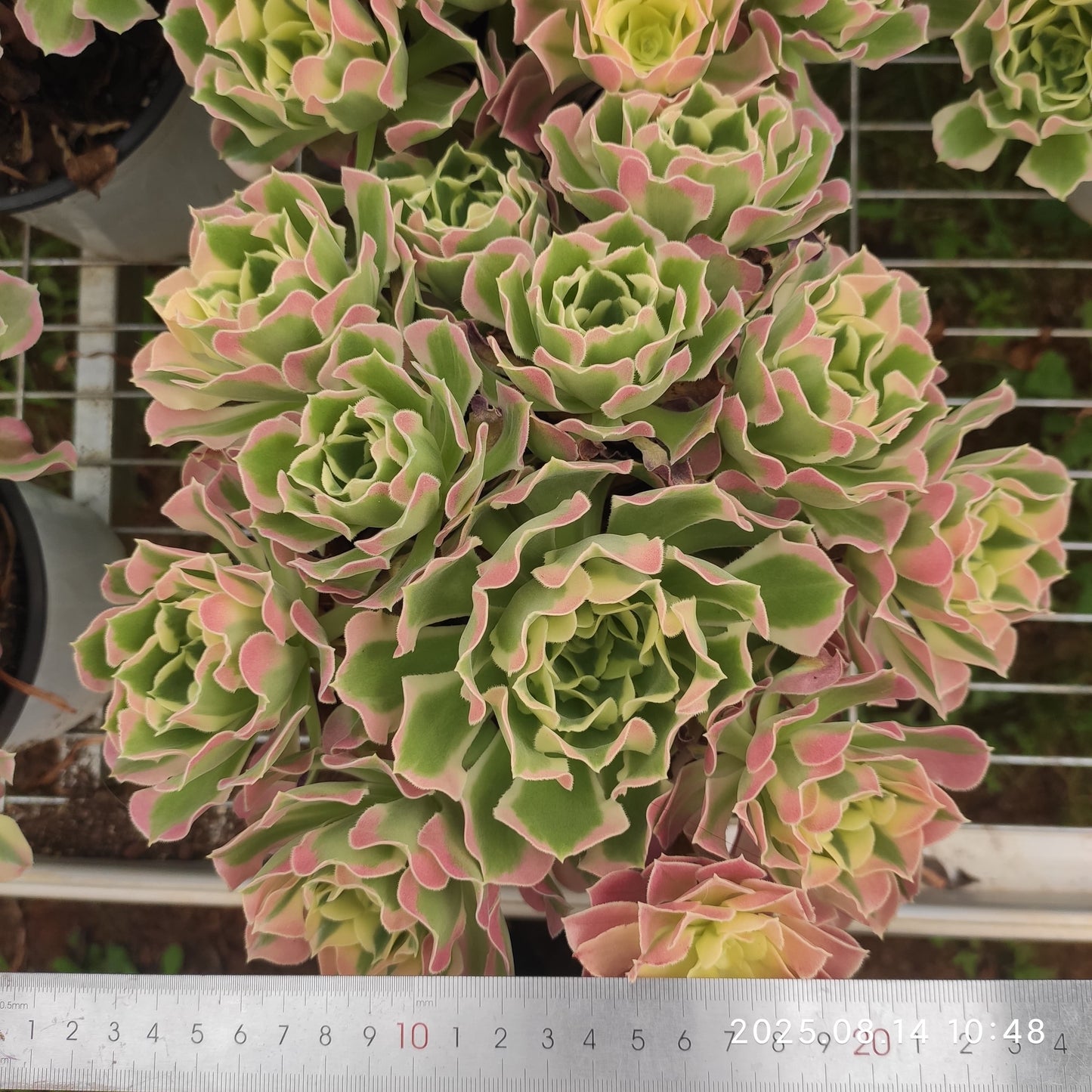 YS273 アエオニウム リバーストーンズ(17cm pot)
