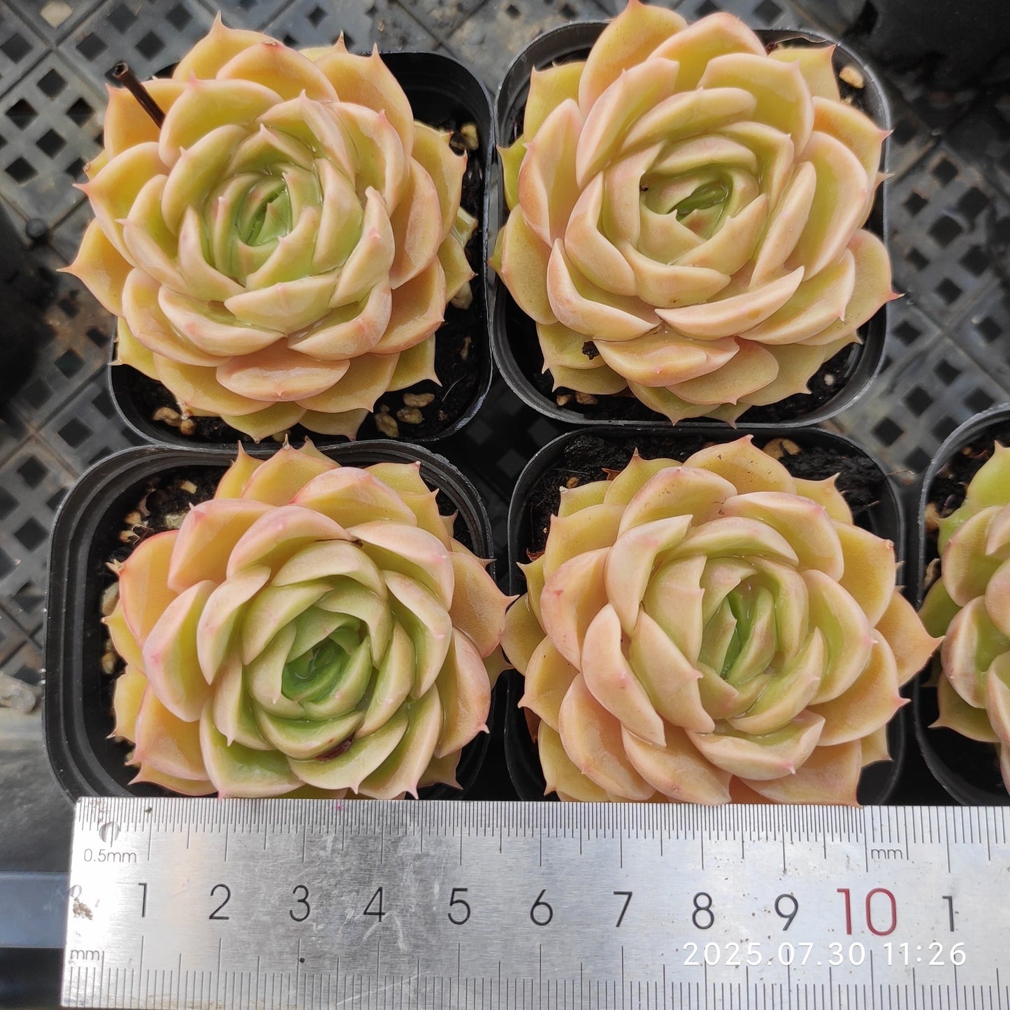 QN295 オウンスロー(6.5 cm pot)