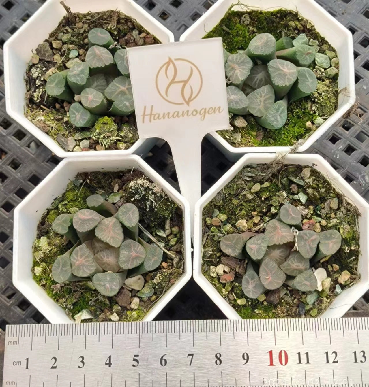 7357 祥雲 ショウウン