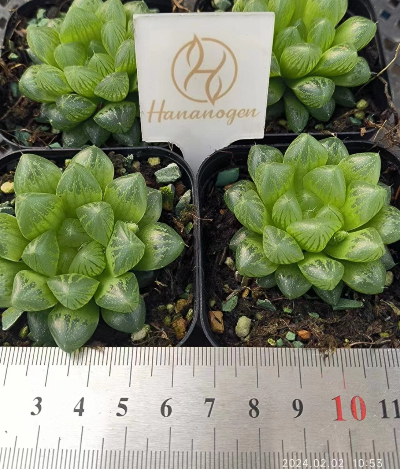 1323 ハオルチア・オブツーサ