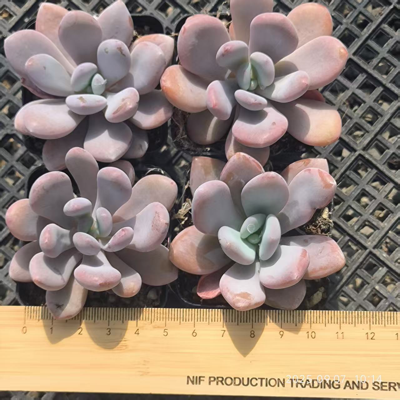 FFH280 ピンクバニー(6.5cm pot)