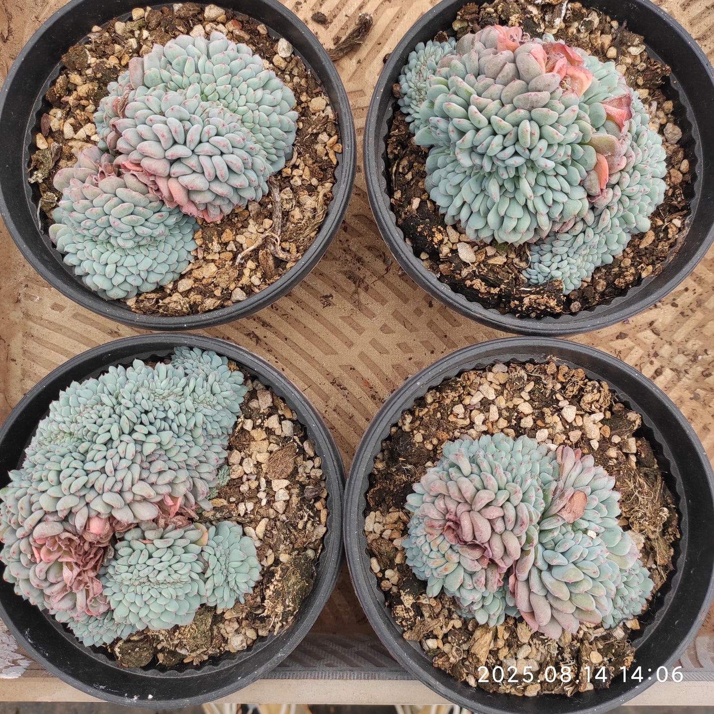 ZX247 ホワイトファット綴化(16cm pot)