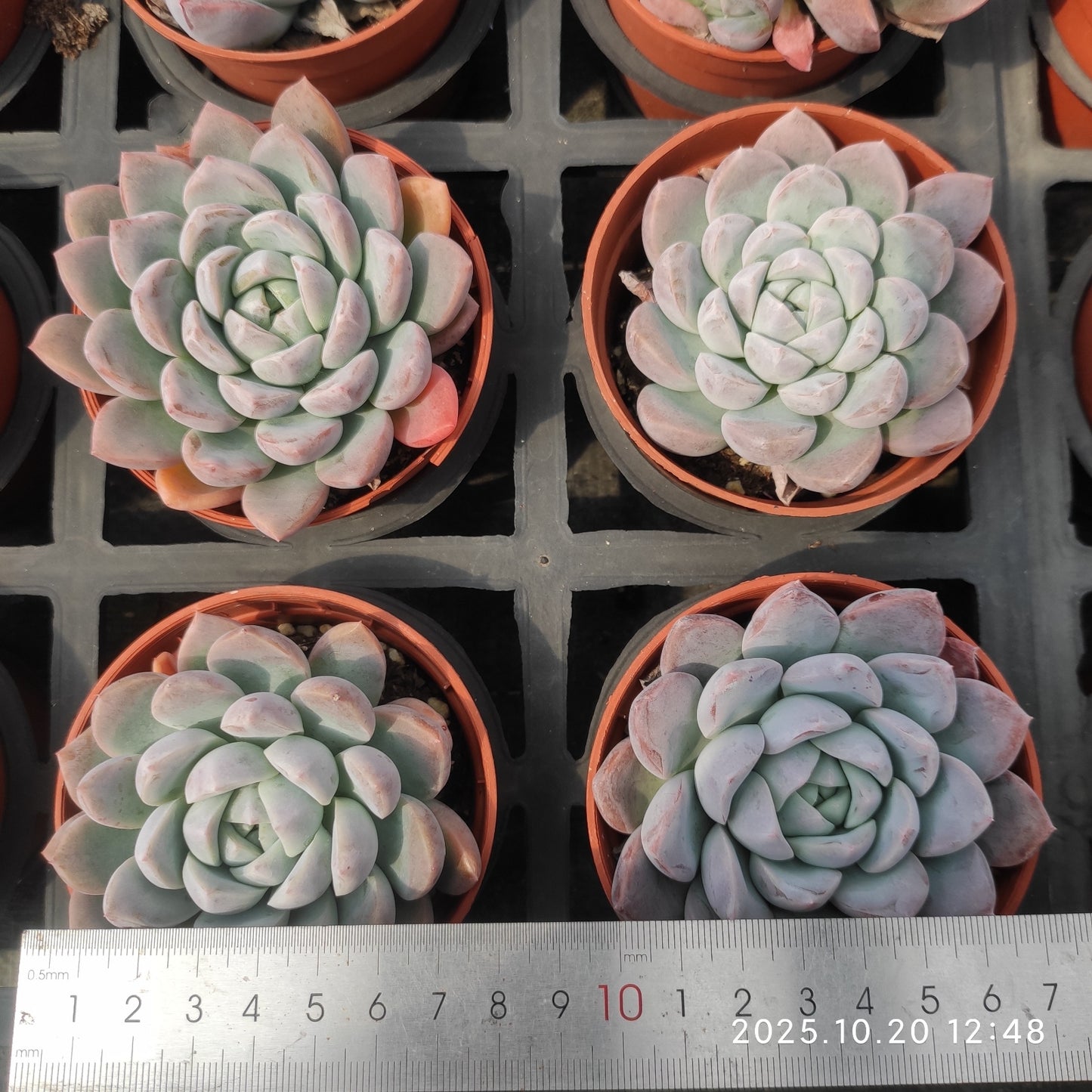 ZXX296 リップ クラウド(9cm pot)
