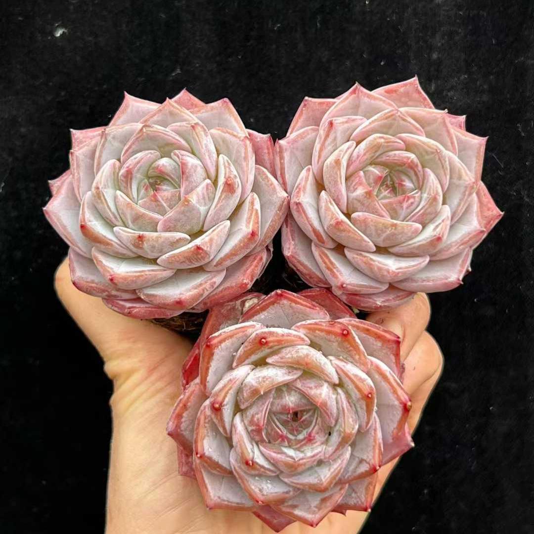 22821 リーンカーネーション(5.5cm pot)