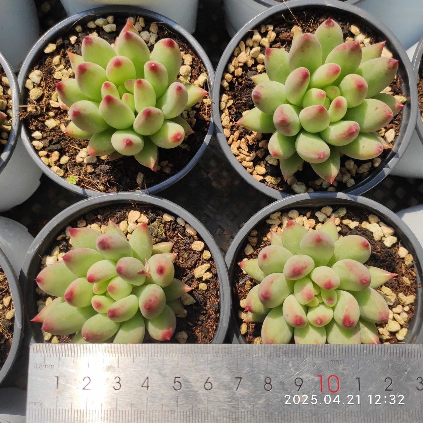 SKL334 コーンポッピー(50cm pot)