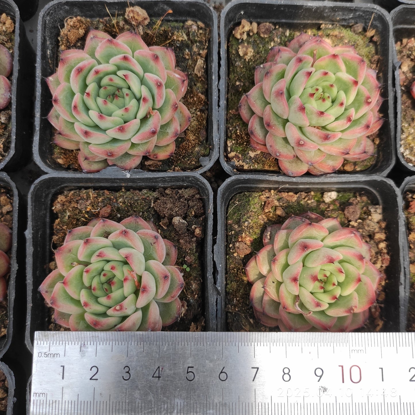 NGN559 スターライトジェニー(7cm pot)