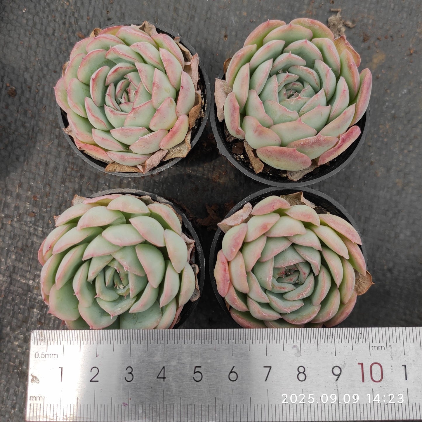 MMT829 ストローブレ アイス(5.5cm pot)