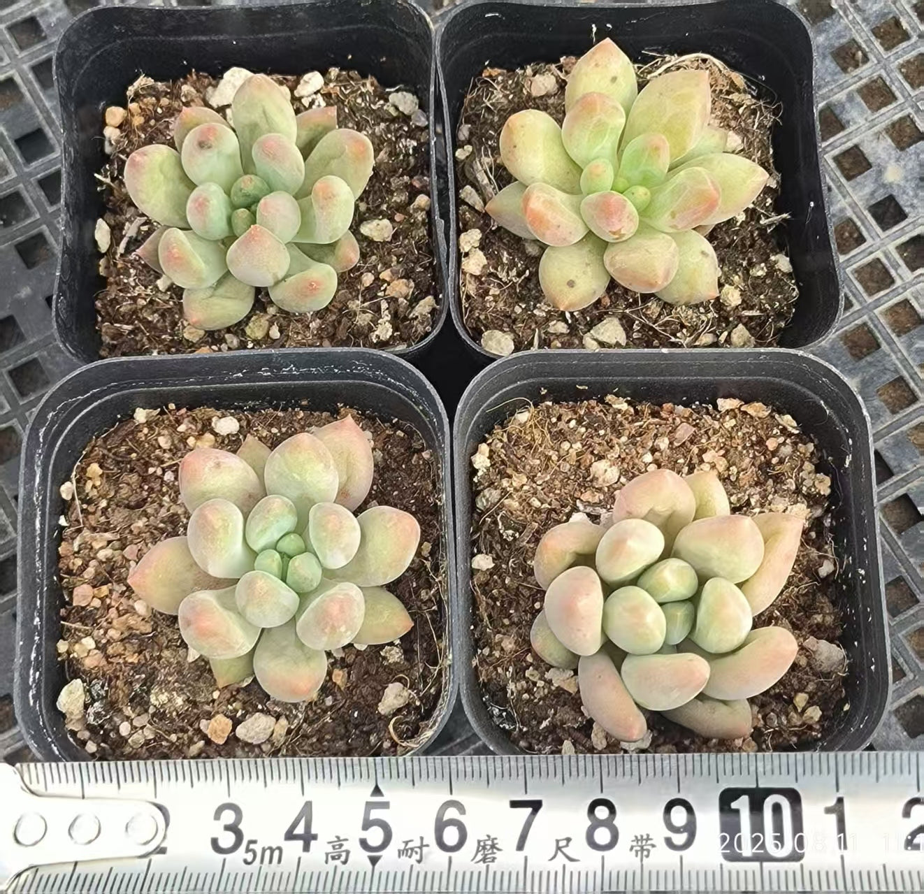 HBY035 エンジェルスフィンガー(6.5cm pot)