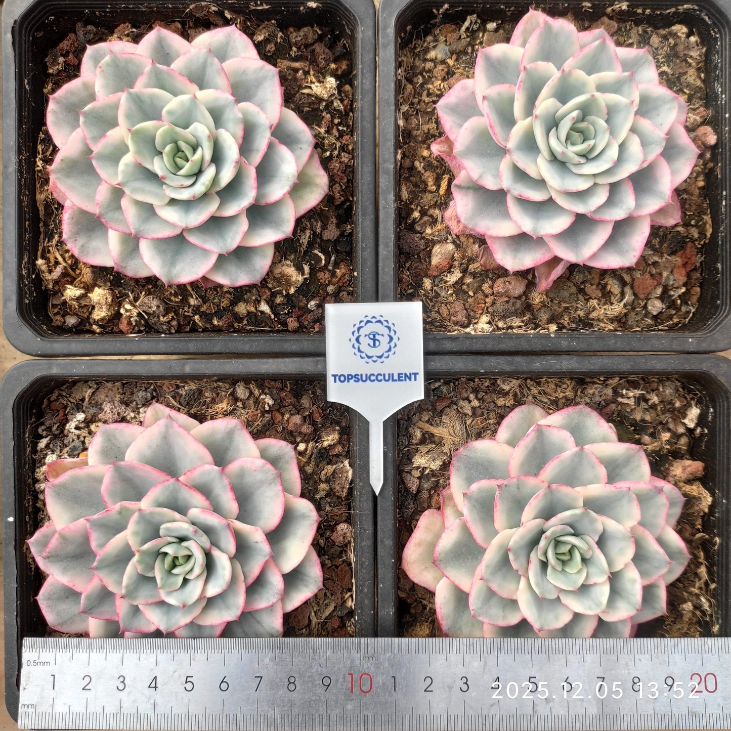 22089 ピーチス&クリーム錦(12cm pot)