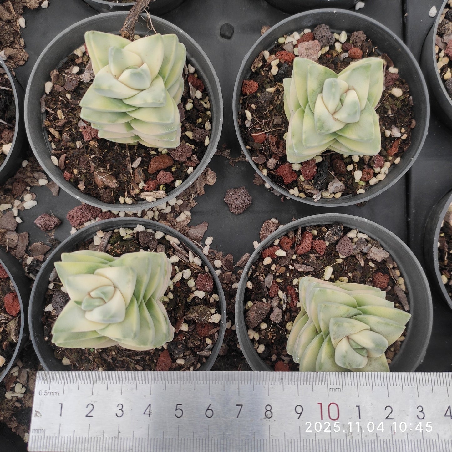 22261 ムーングロウ錦(9cm pot)