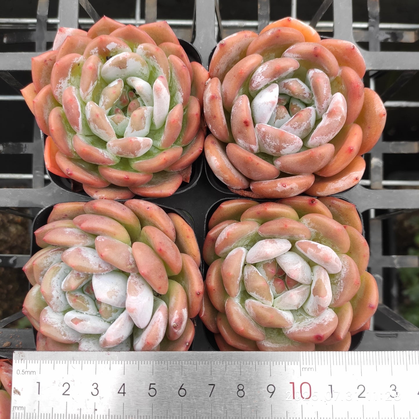 MMT817 オレンジモンロー (7cm pot)