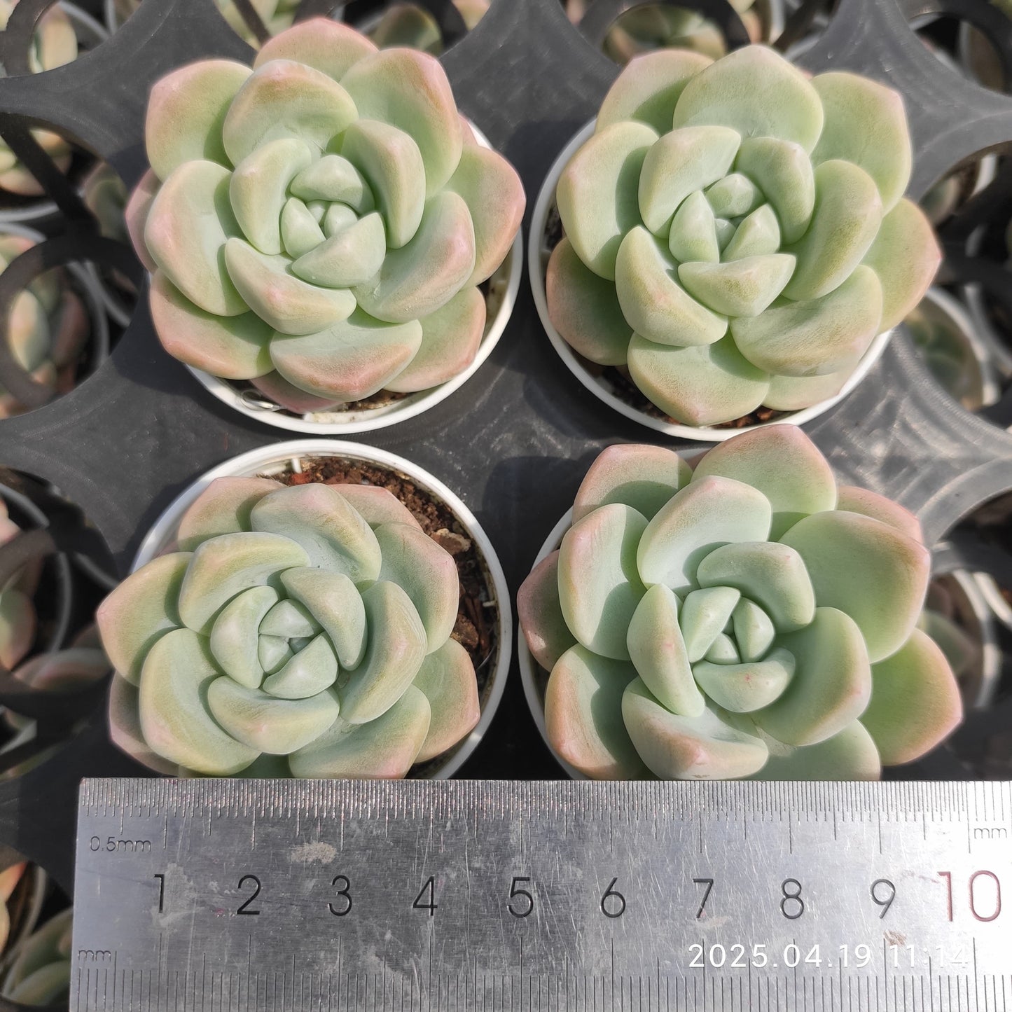 ZZA100 アイス グリーン(5.5cm pot)