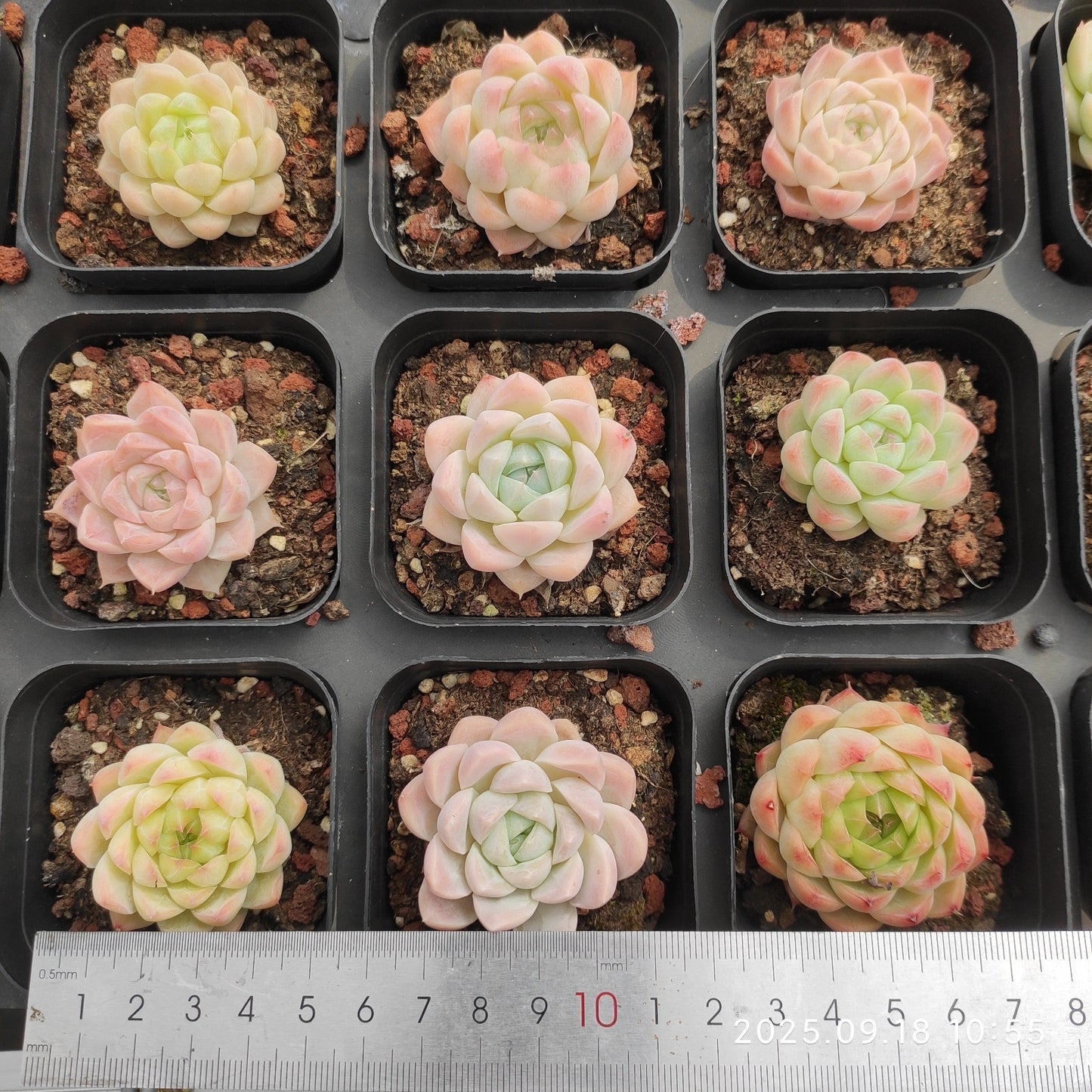 LMM428 ヒューミリスHyb(6.5cm pot)
