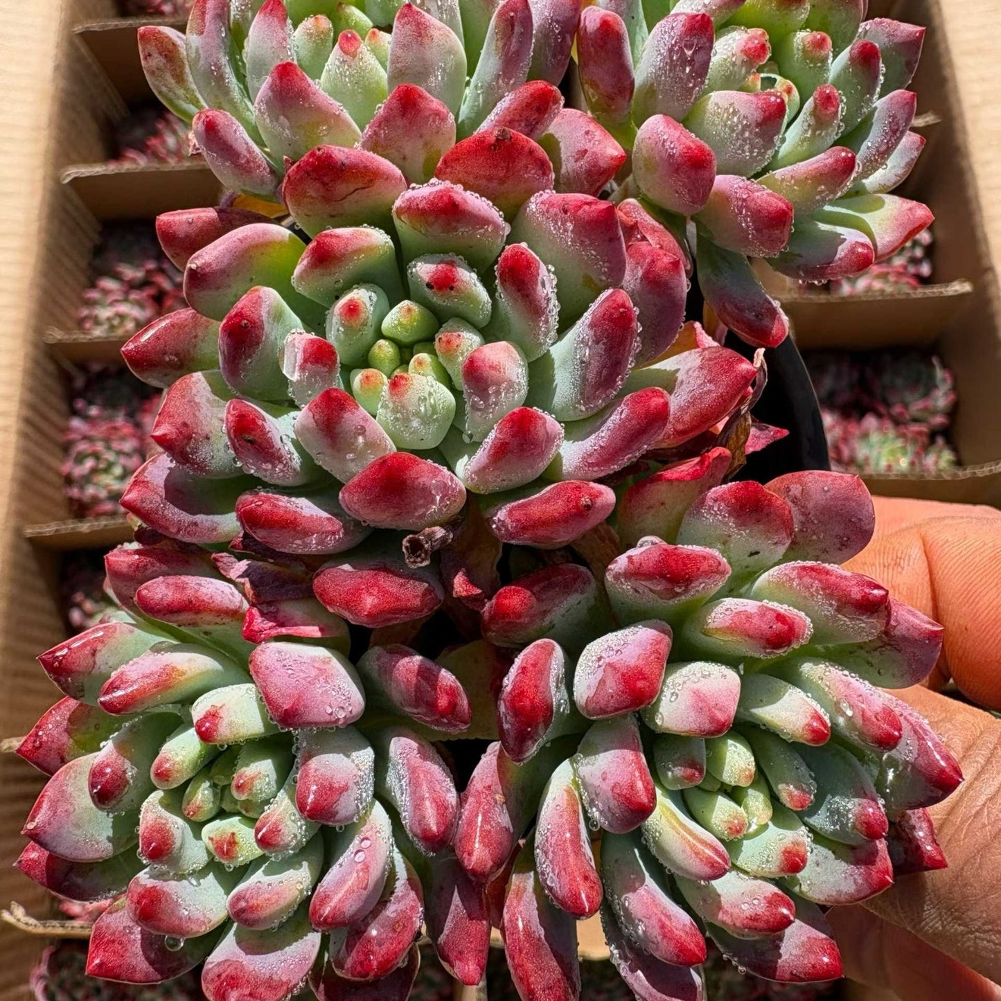 23390 ブルーエルフ