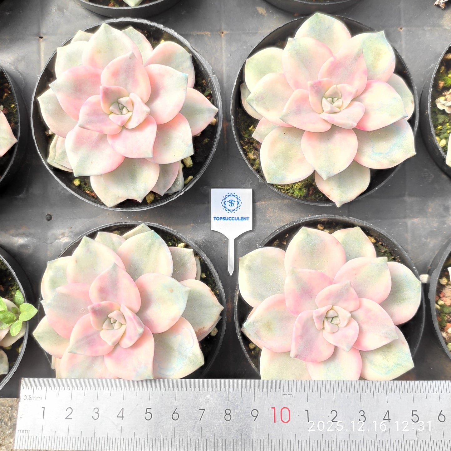 23678 スノーホワイト錦(9cm pot)