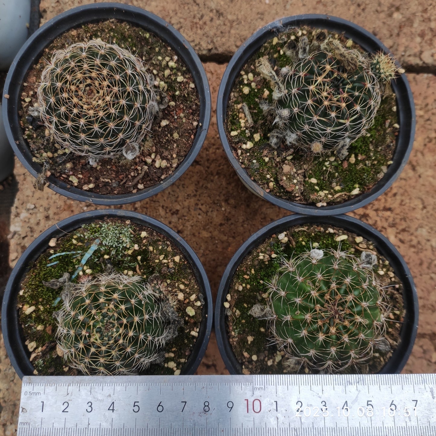 DMC065 ロビビア ドラクストラリアナ(9cm pot)