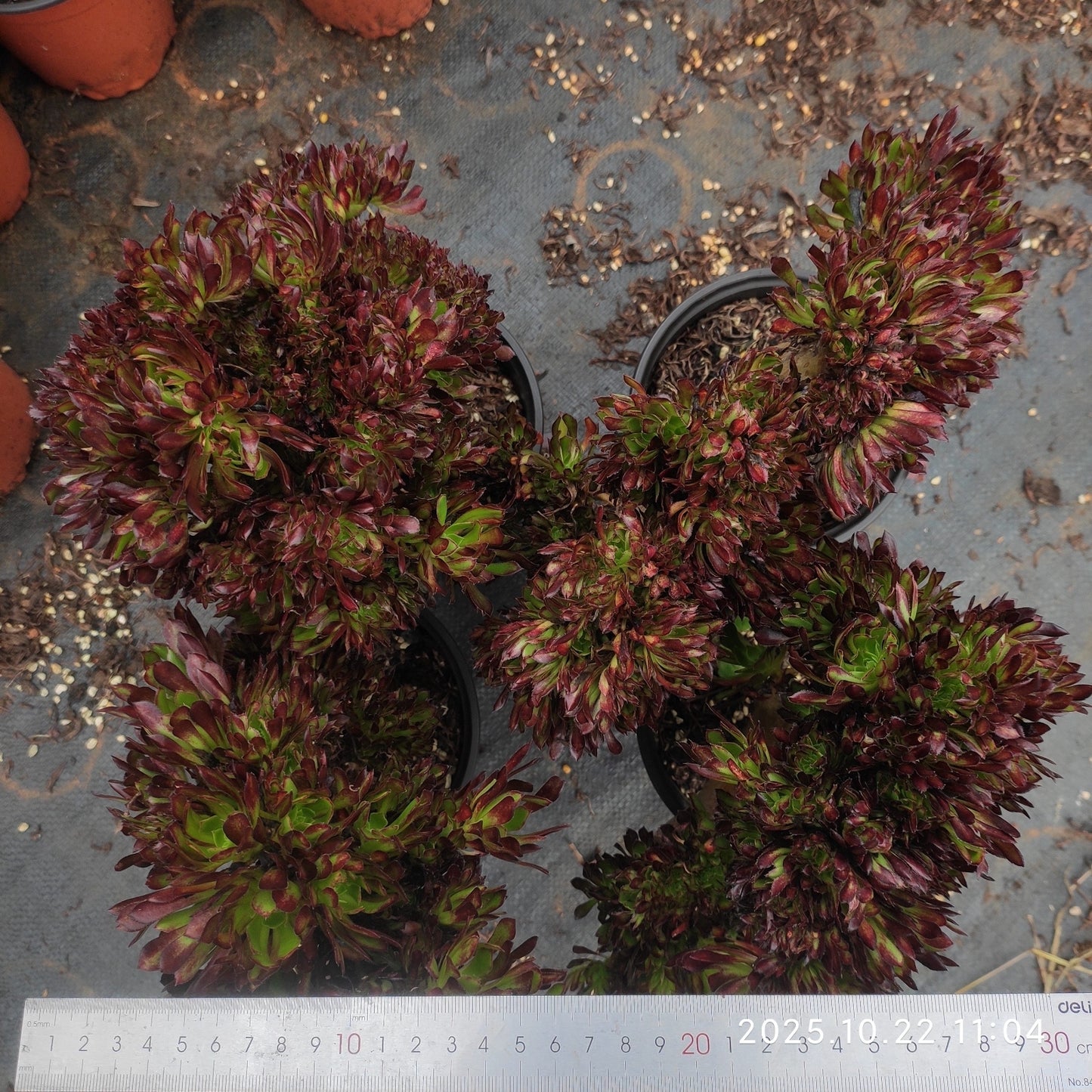 THH094 アエオニウムアルボレウム綴化(15cm pot)