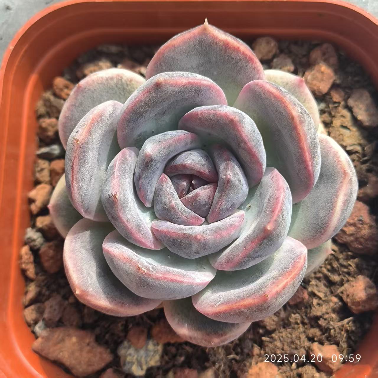 DX086 チーズブルーベリー (7cm pot)