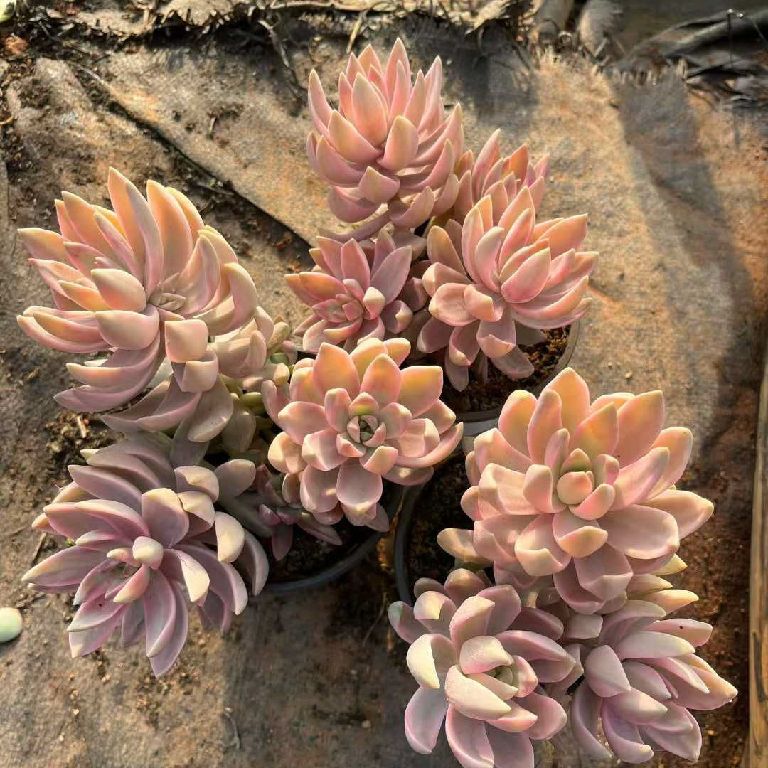 25044 エケベリア プリン錦