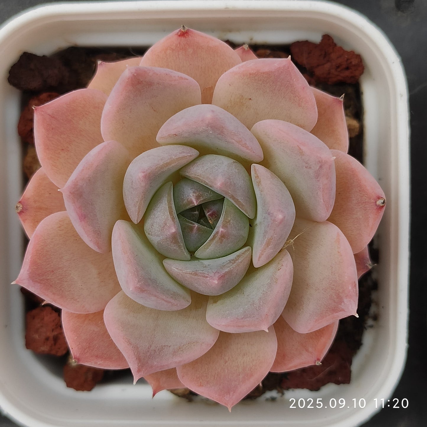 HG023 マルギャンHyb(7cm pot)