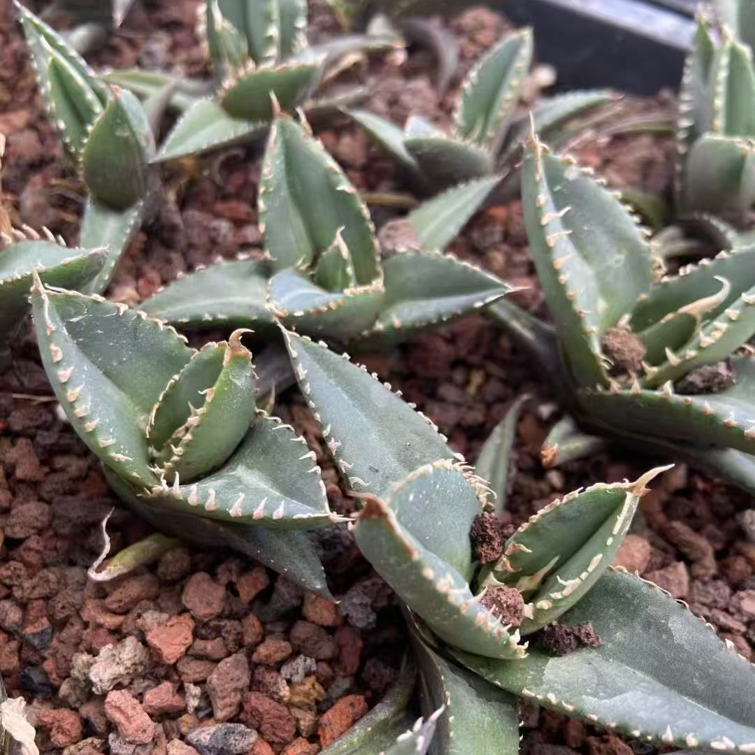 MH236 アガベ チタノタ 狼人(7cm pot)