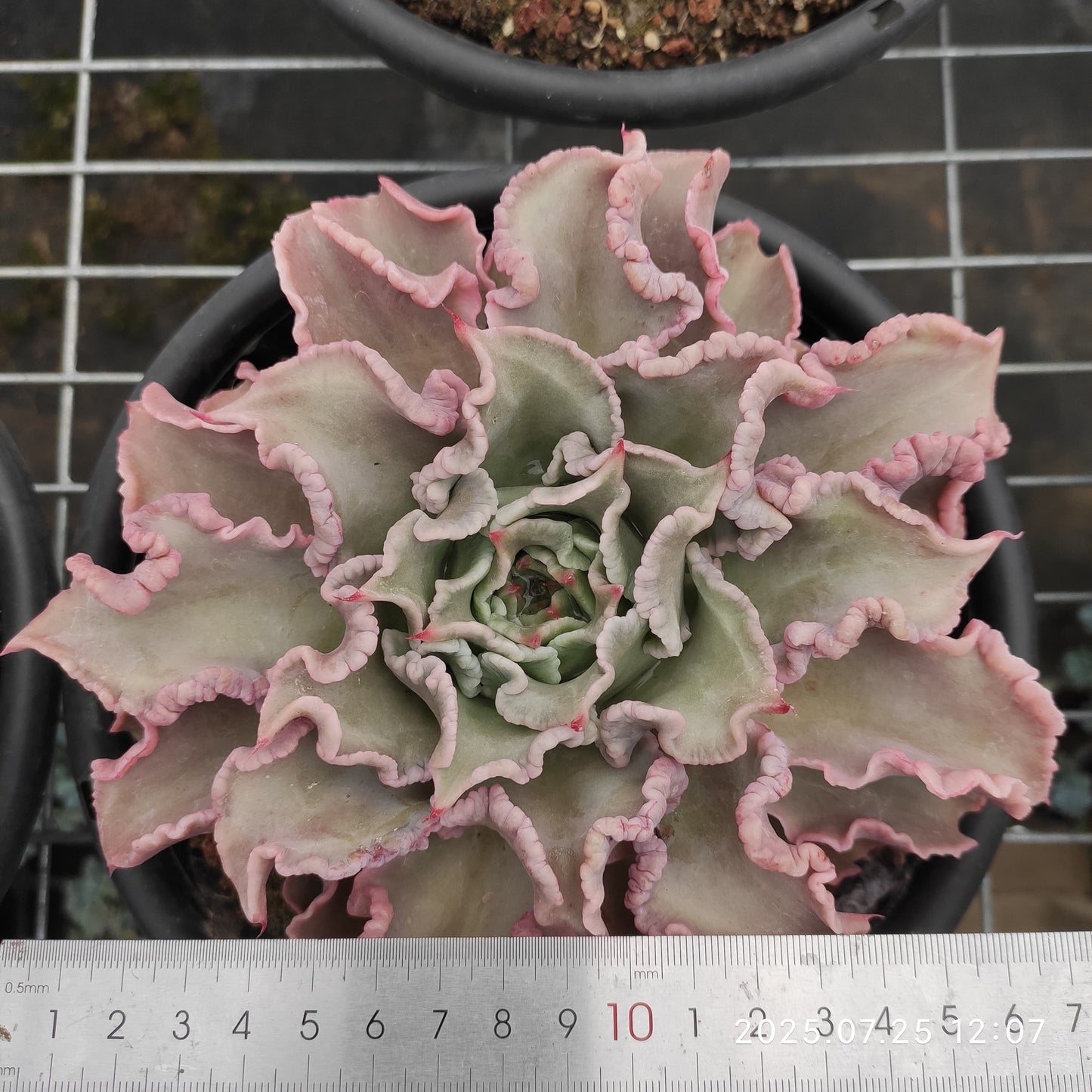 NGN341 マディバ(18cm pot)