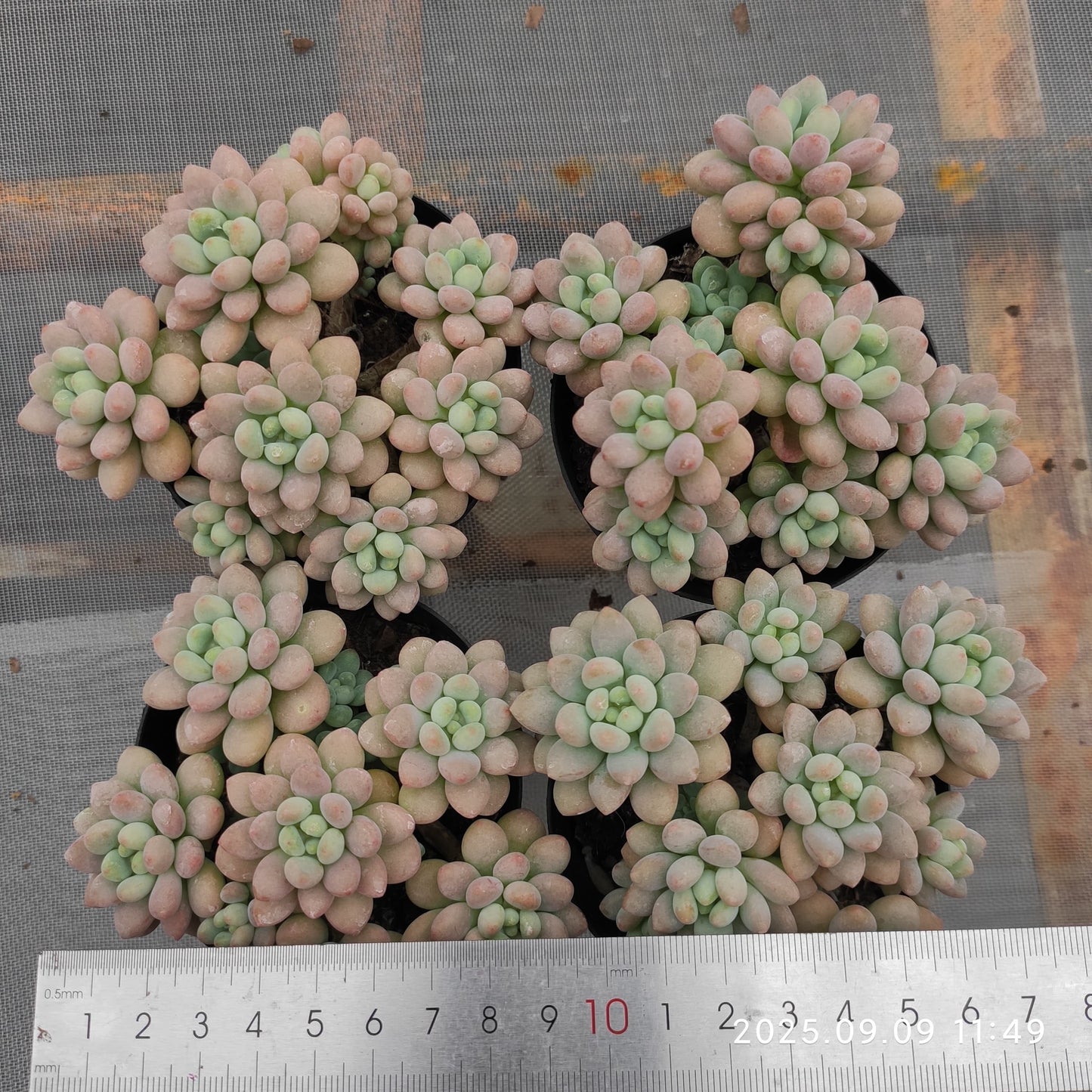 MMT890 キャビア(9cm pot)