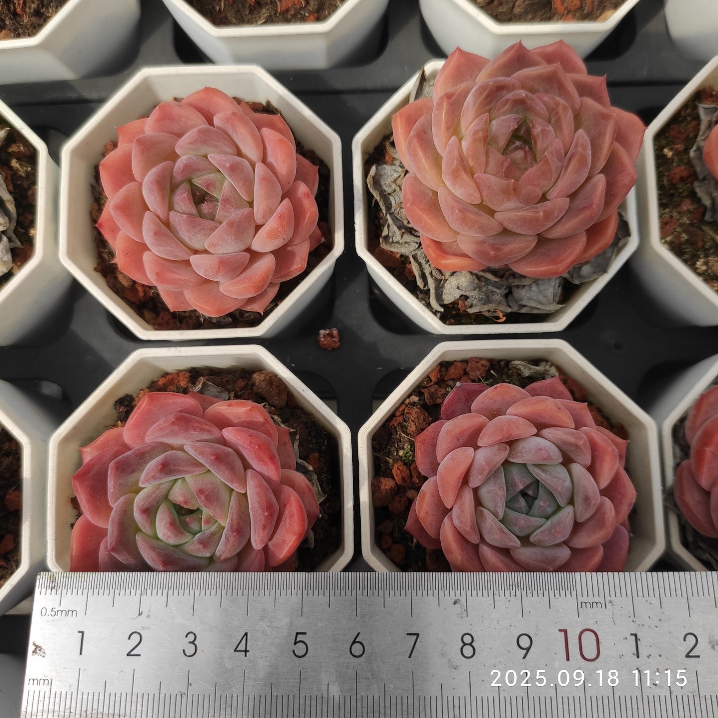 LMM131 オレンジモンロー Hyb(7 cm pot)
