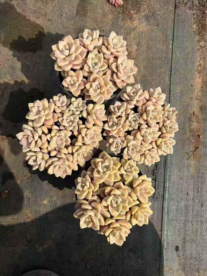 263311 ティテュバンス錦