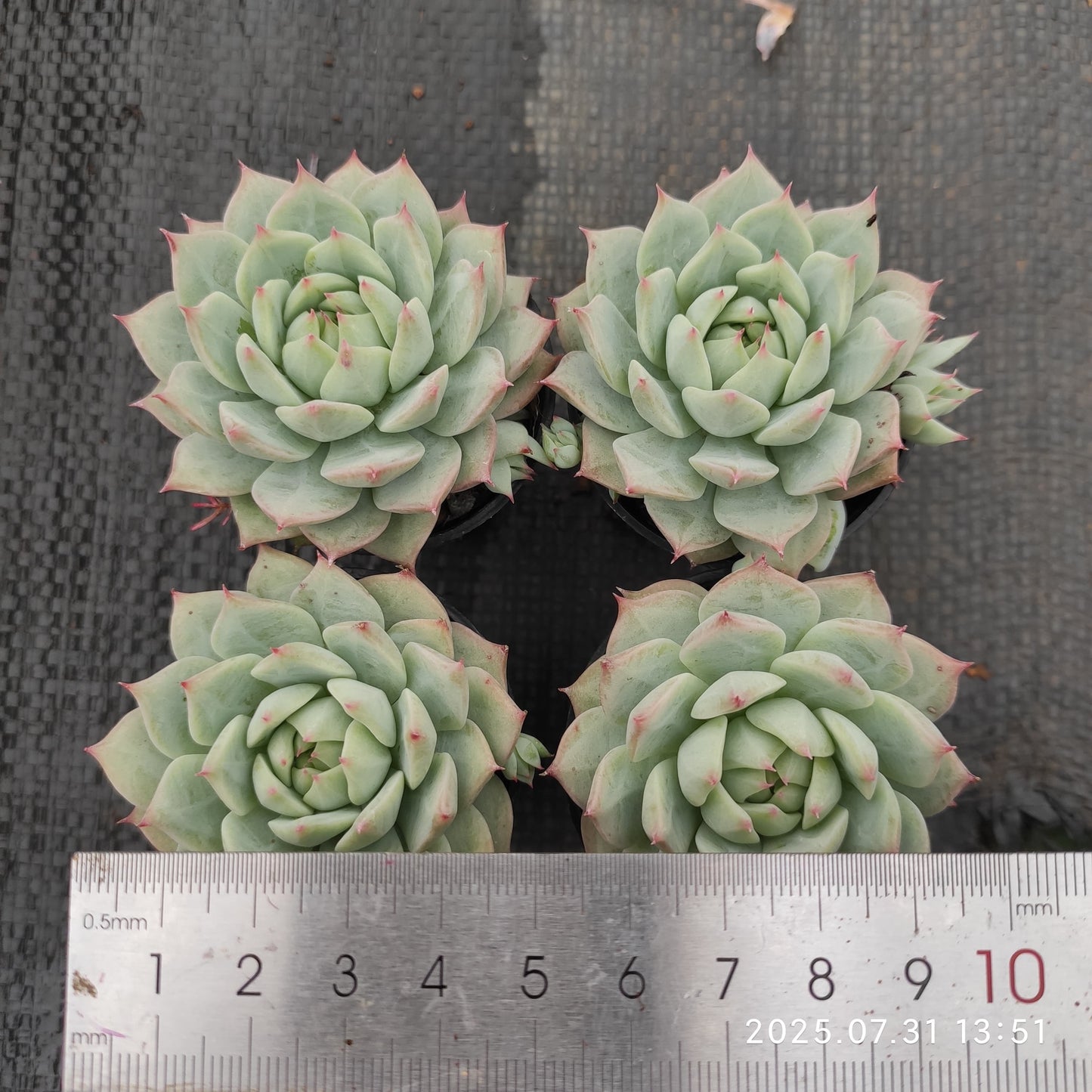 MMT100 ティッピー(5.5cm pot)