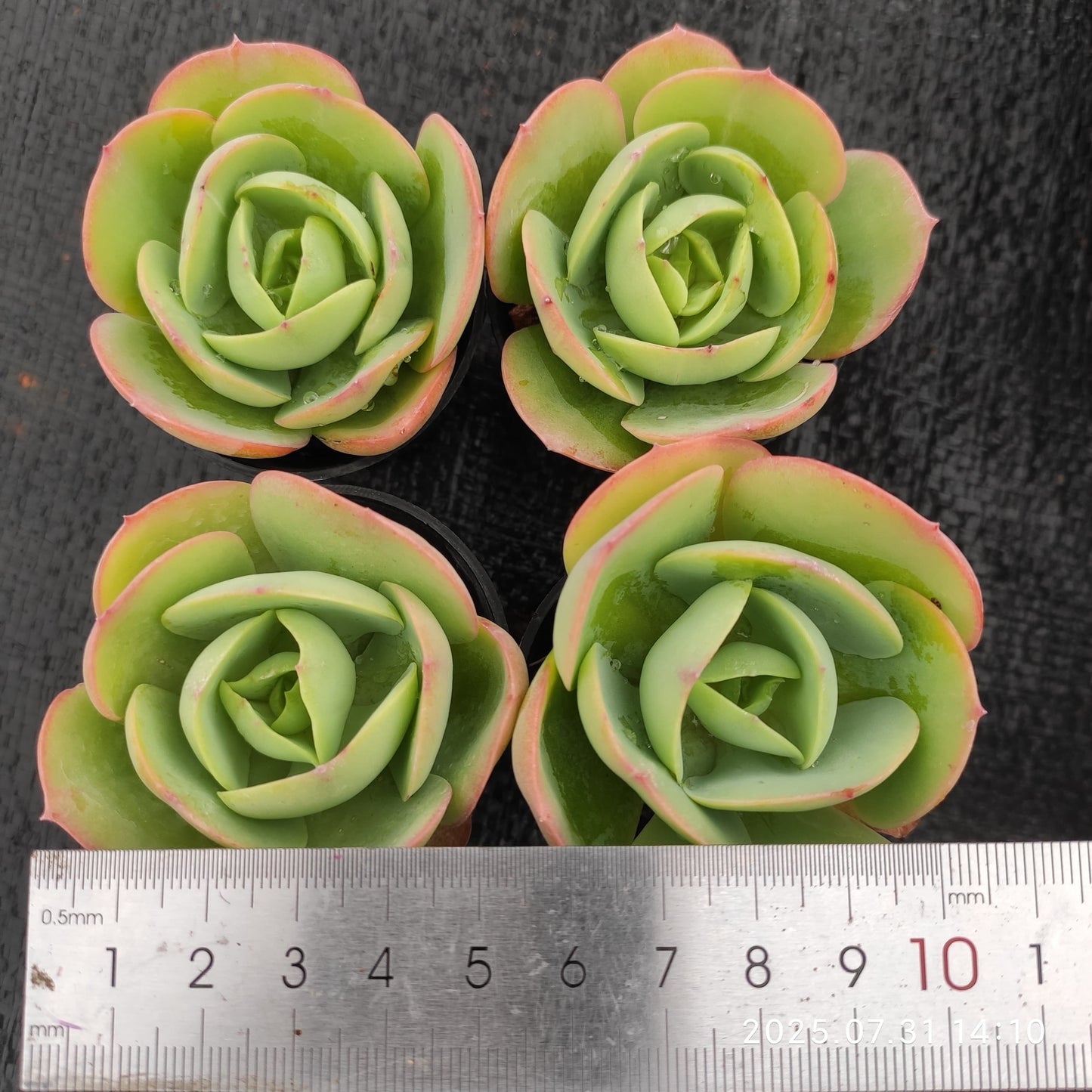 MMT822 ピーチプライド (5.5cm pot)