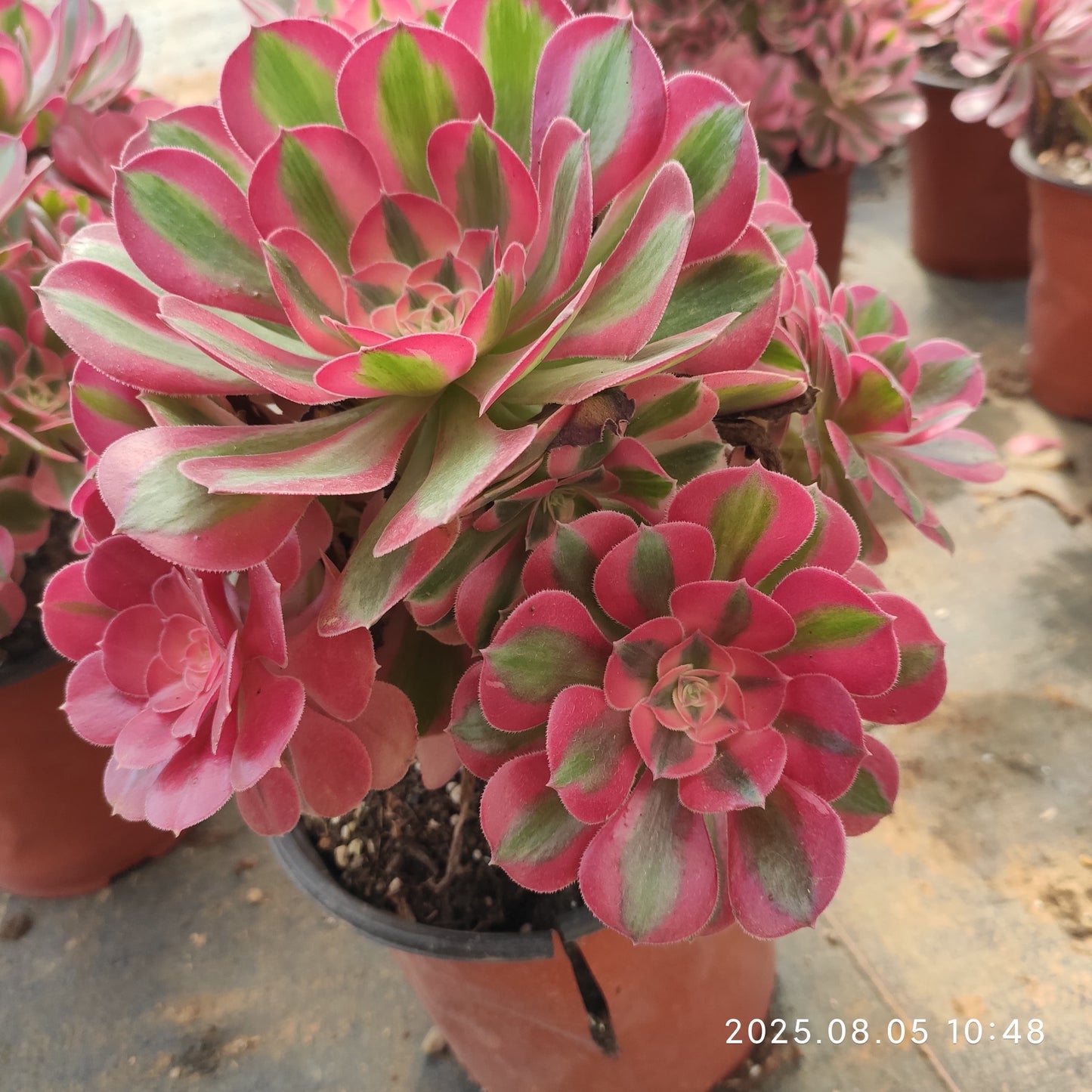 GDX013 アエオニウム ウィッチ(18cm pot)