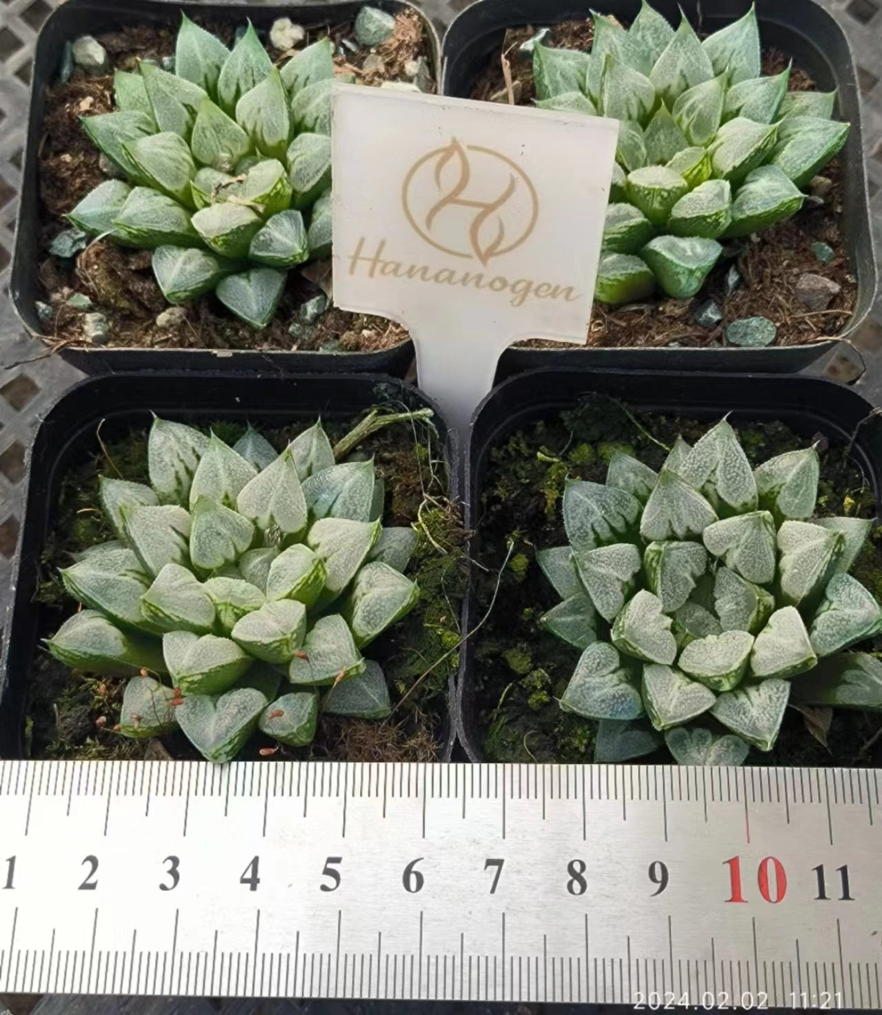 T2590 ラプハ一ト