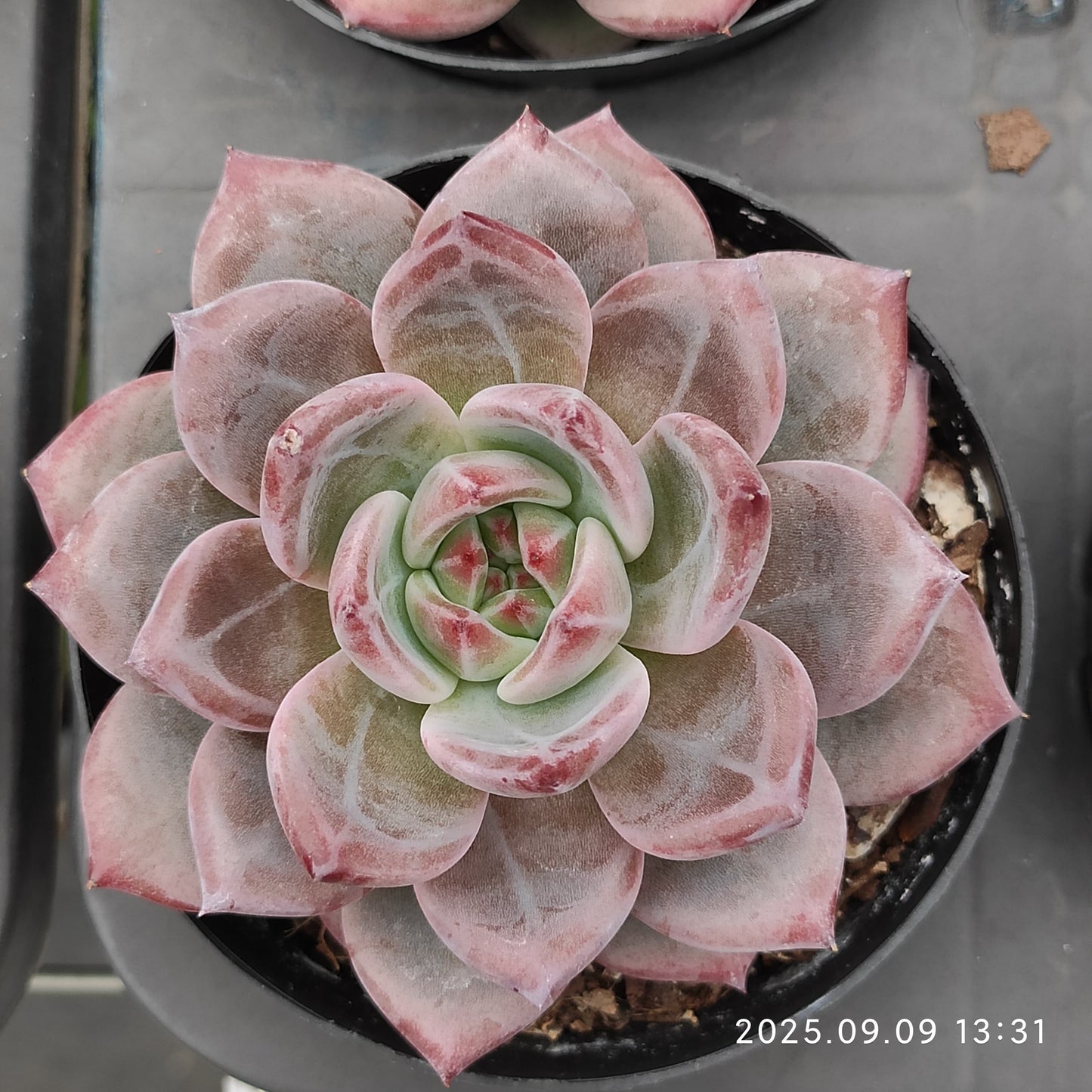 MMT840 デアデビル(9cm pot)