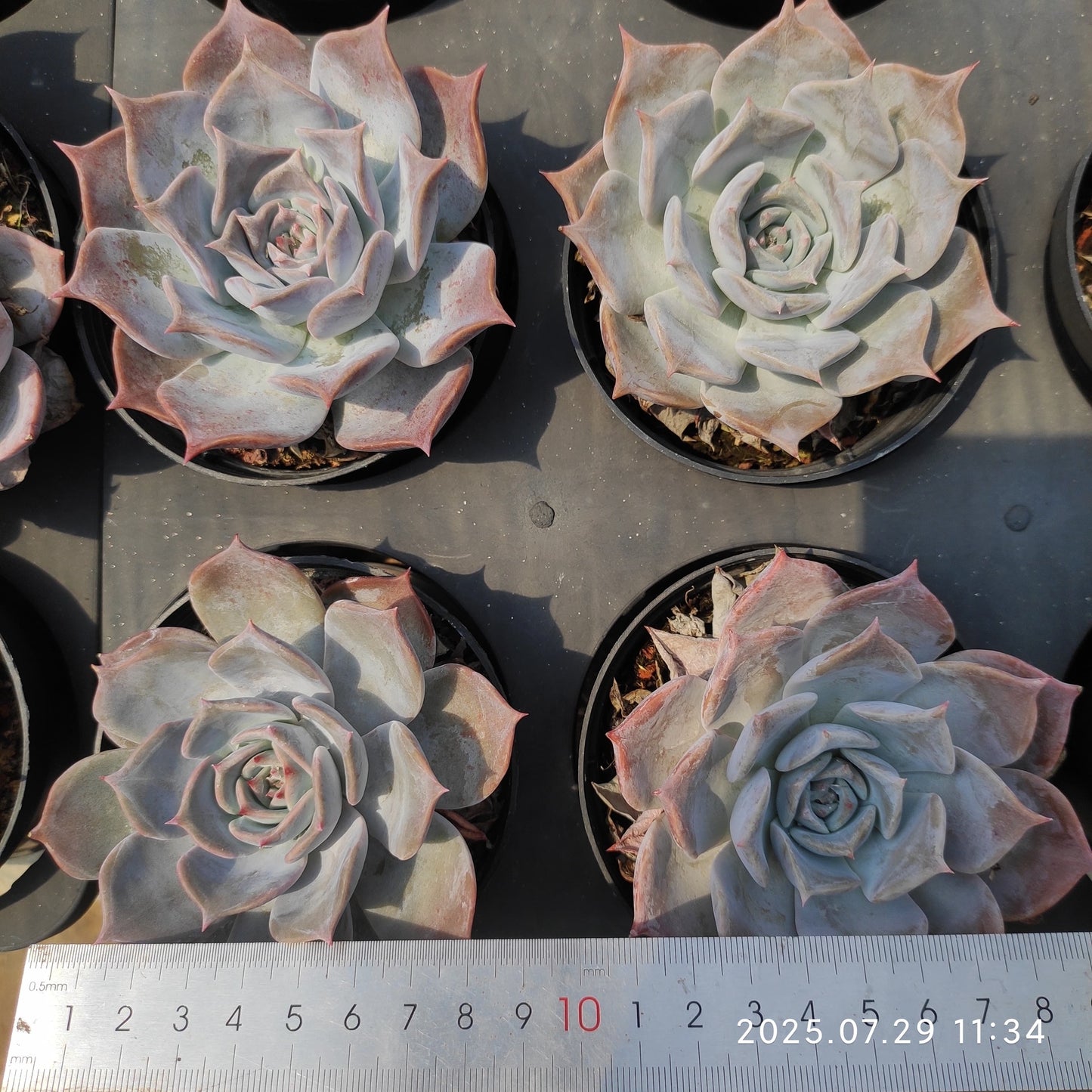 ZZA181 スノー ビューティー(11cm pot)