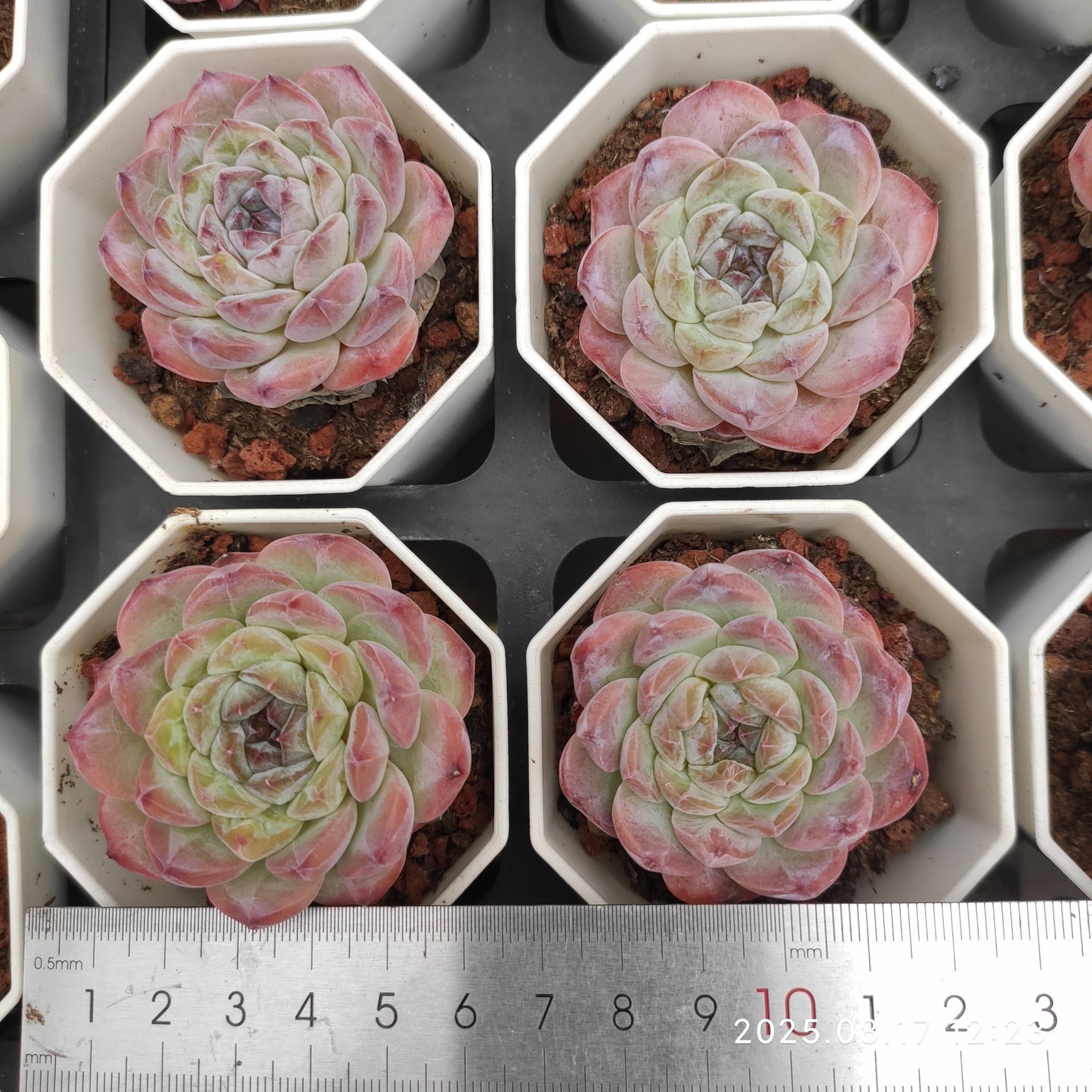 LMM418 アイス スピリットHyb(7cm pot)