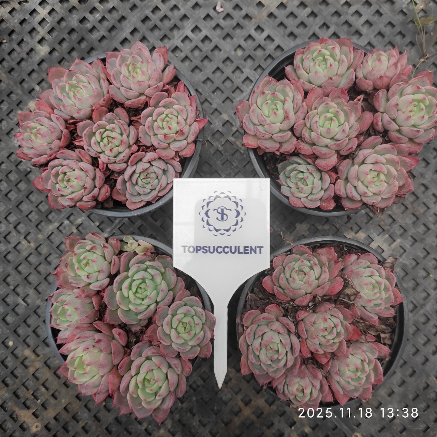 20572 ナナウクミニ