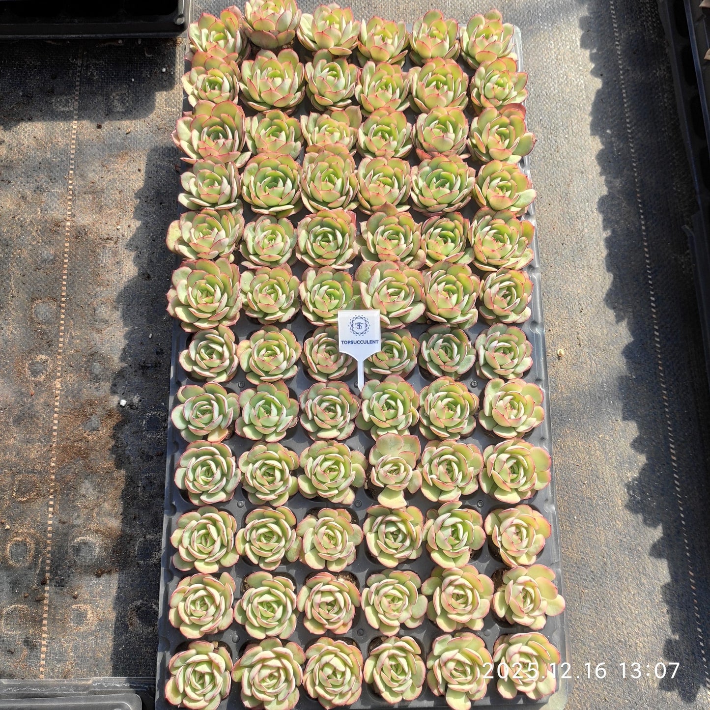 23703 モーニング ドユーHyb(3cm pot)