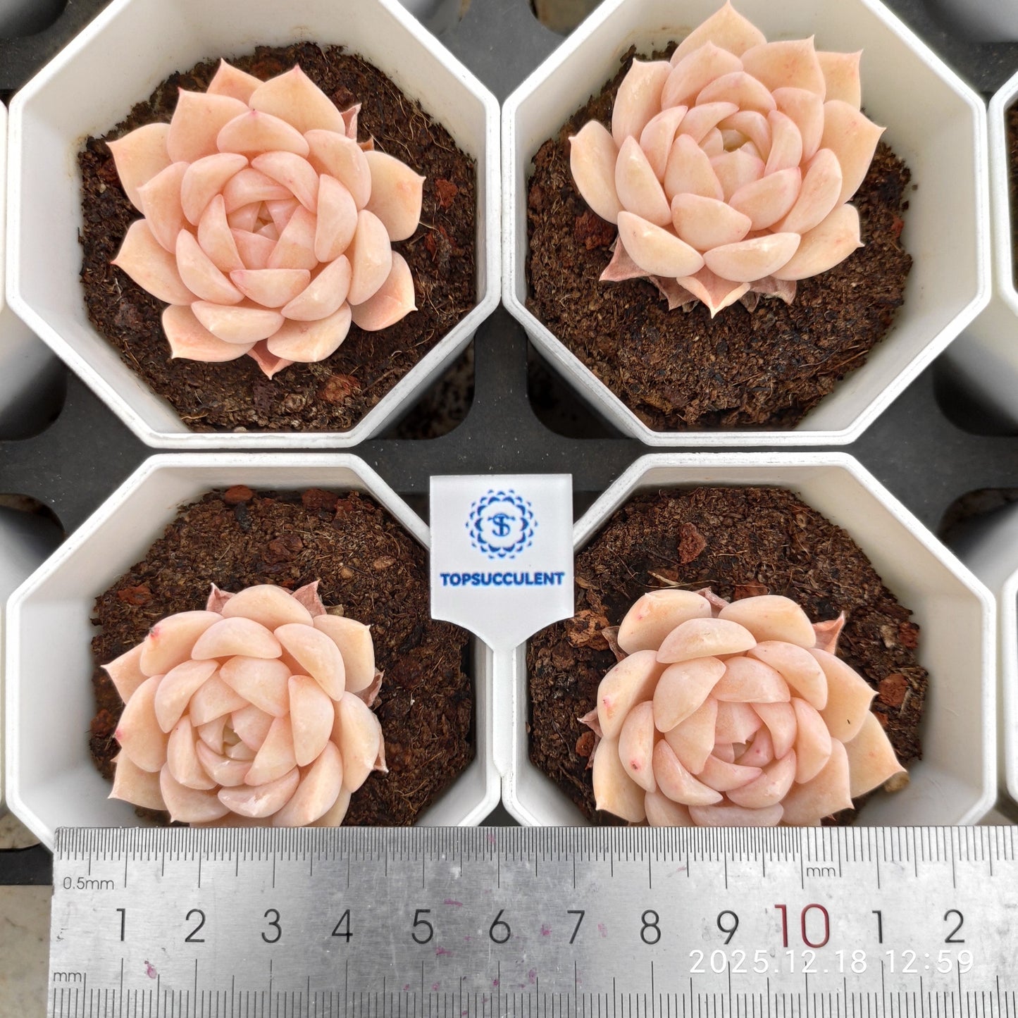 17742 ピュアラブ