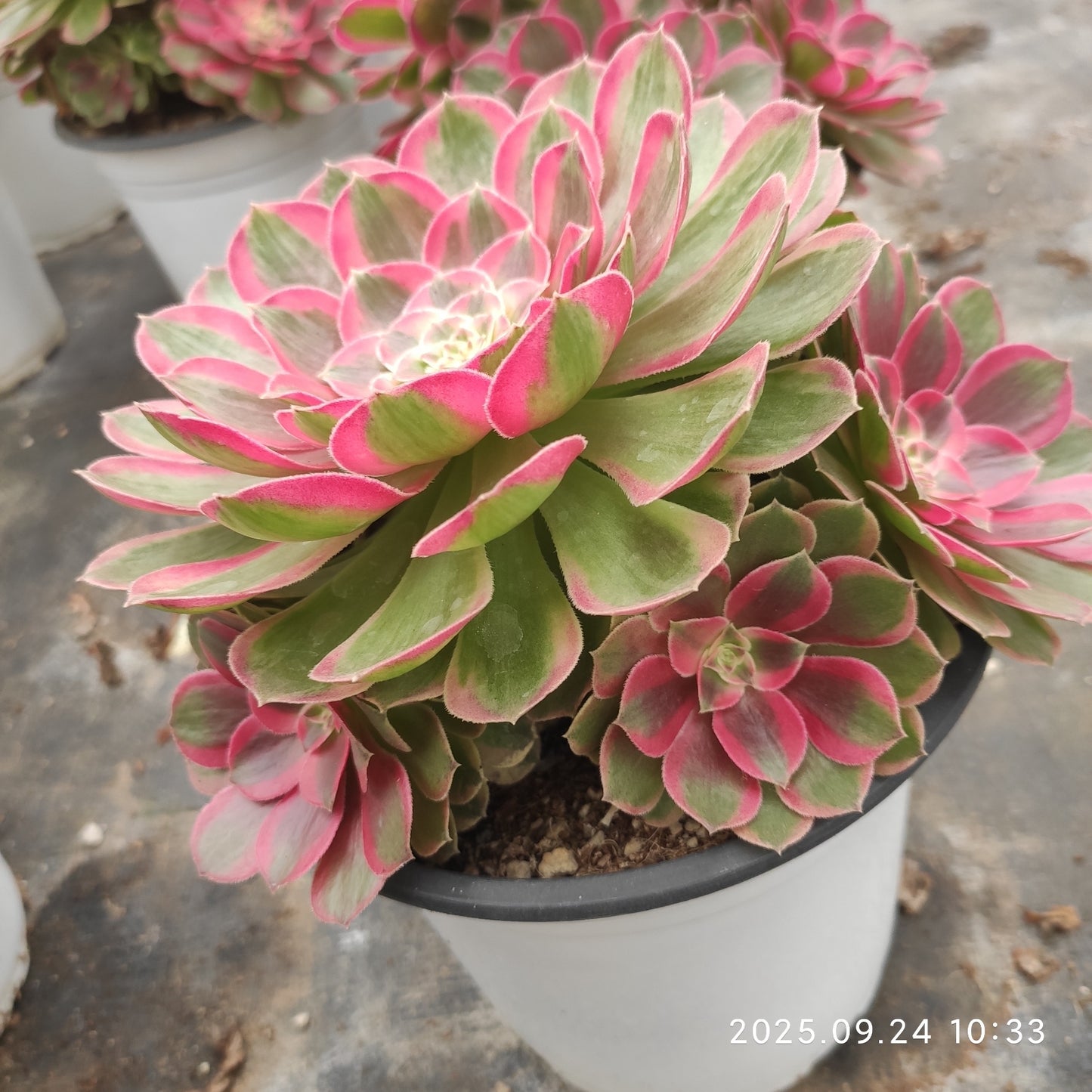 ON662 ピーコック フェザーズ(17cm pot)