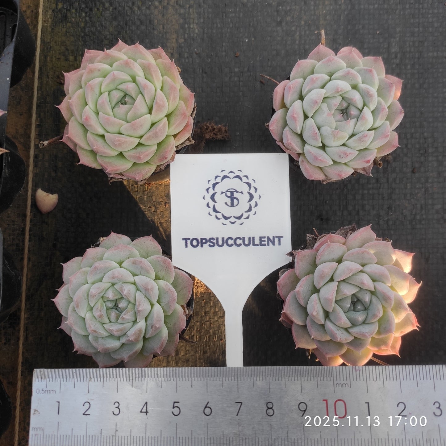 0708 アルバミニ(5.5cm pot)