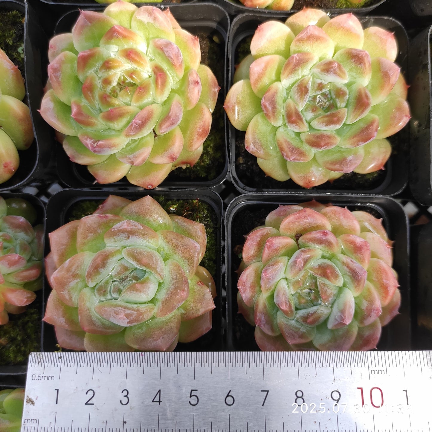 QN836 アイススピリット(6.5cm pot)