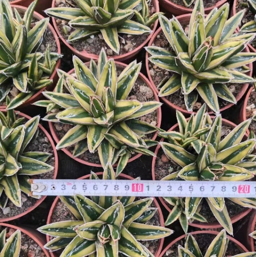 ZL047 輝山(9cm pot)