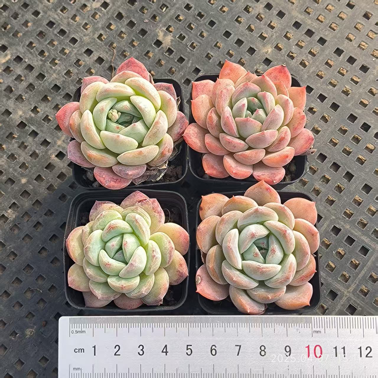 GR381 ドリームシャドウ(6.5 cm pot)