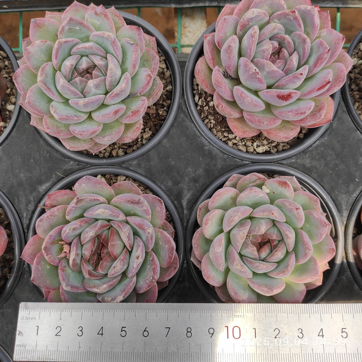 MMY1260 ストロベリーアーモンド(9cm pot)