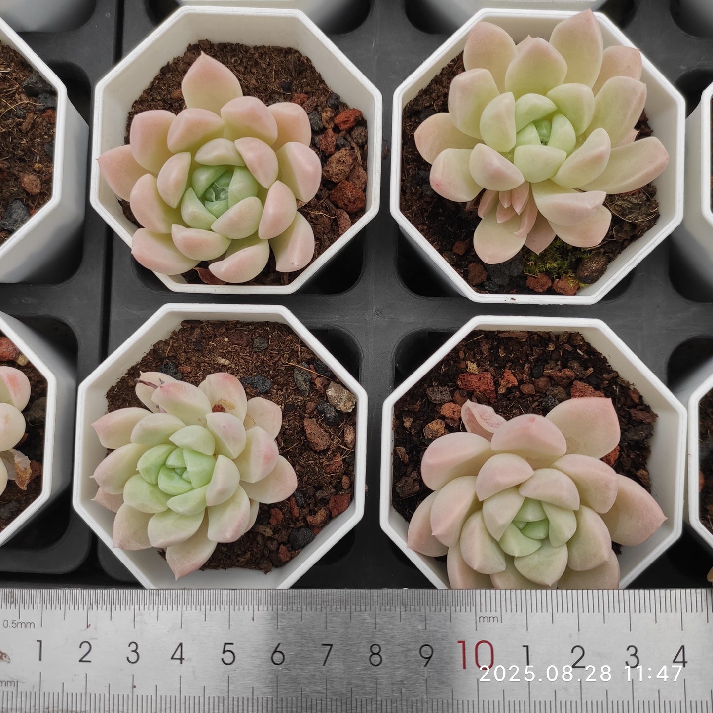 YBB065 パンドHyb(7cm pot)