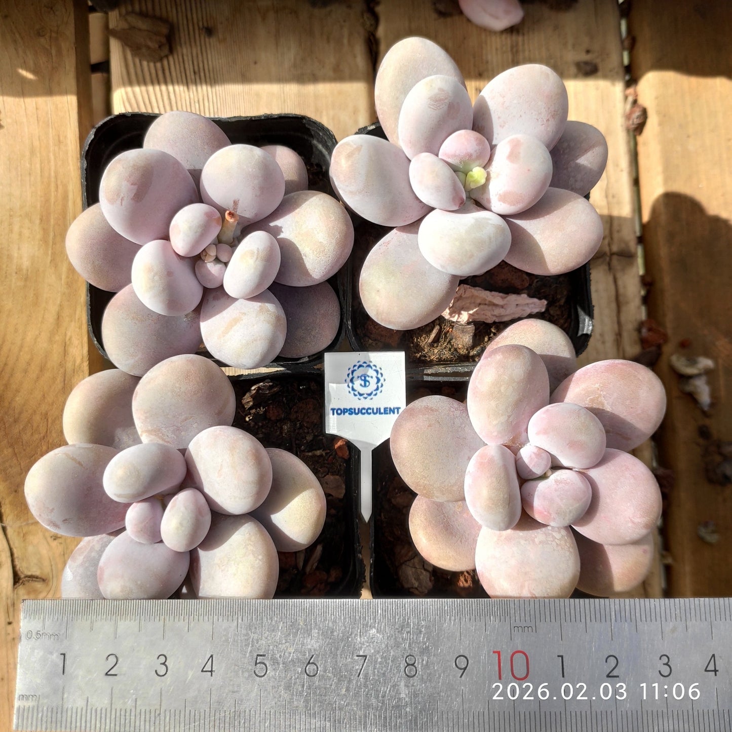 25600 オビファーラム ムーン ストーン