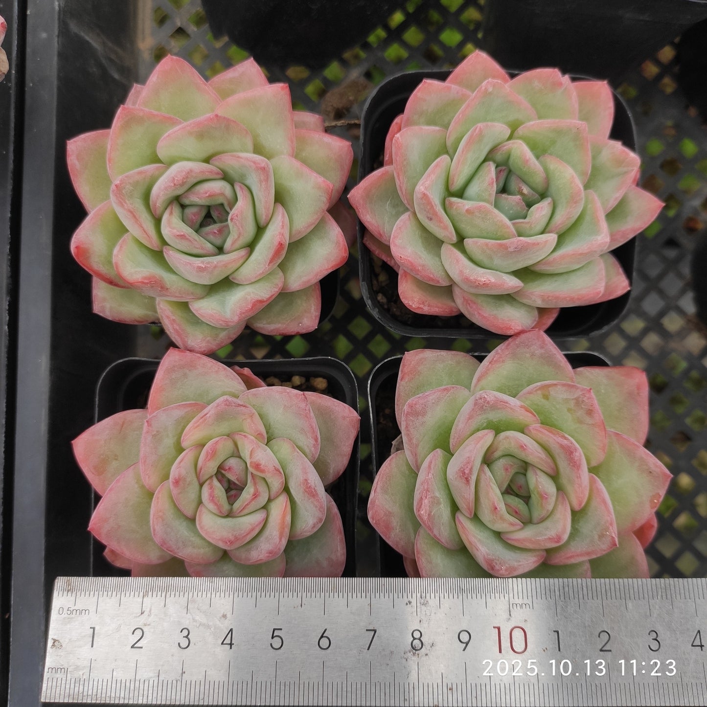 QN348 アマビレ(7cm pot)
