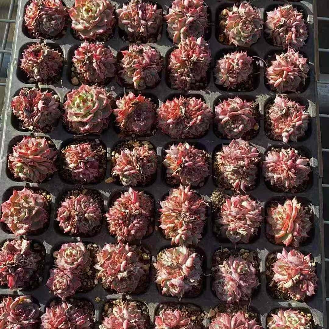 23592 ピーター(3cm pot)