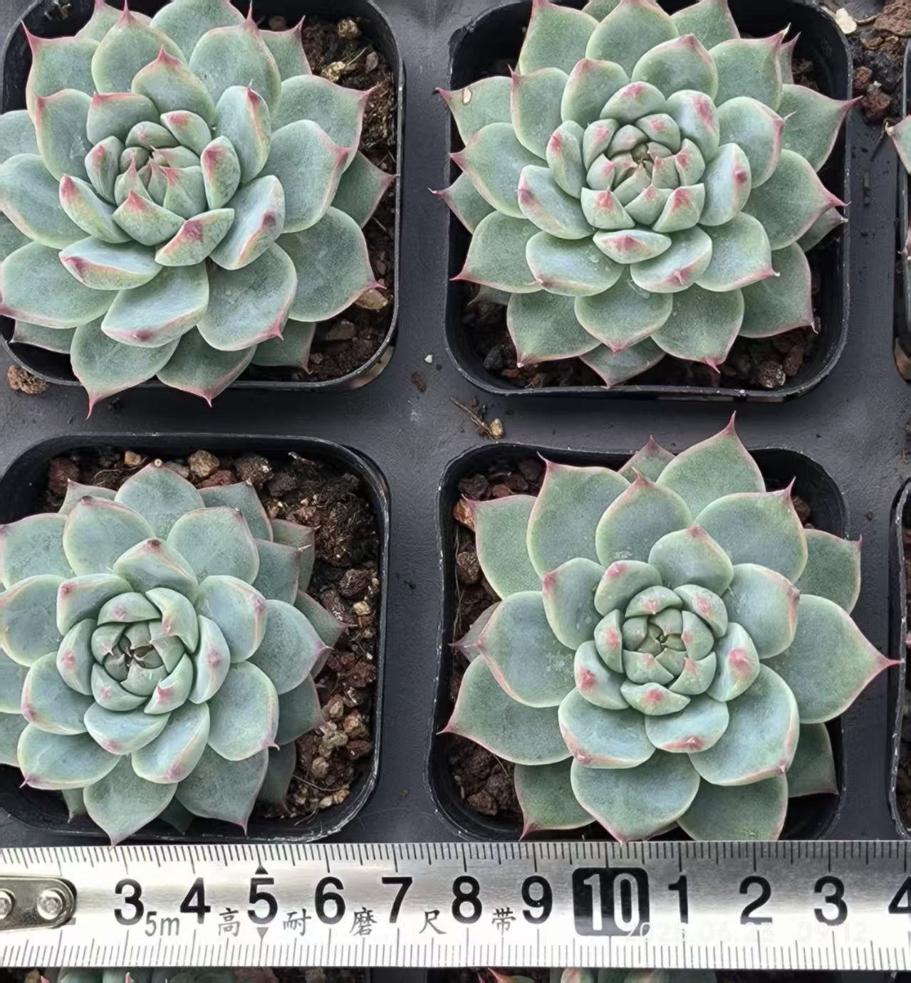 HC245 ホワイトラック (6.5cm pot)